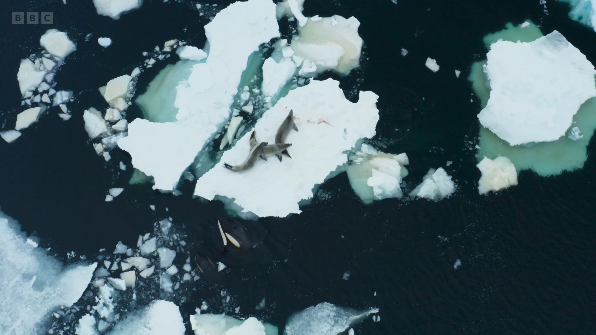 Crabeater seal (Lobodon carcinophaga) as shown in Frozen Planet II - Frozen South